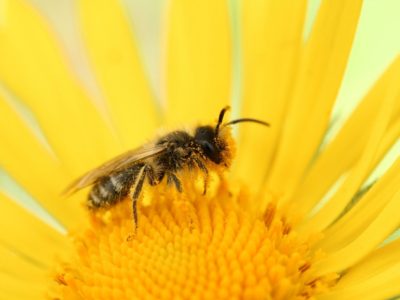 Bee Friendly