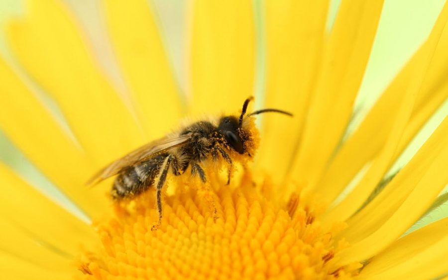 Bee Friendly