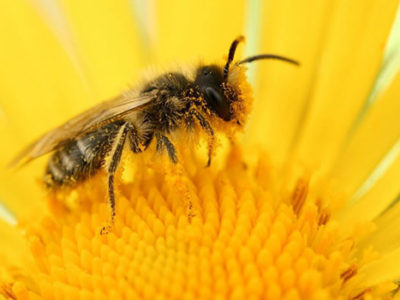 survival of bees